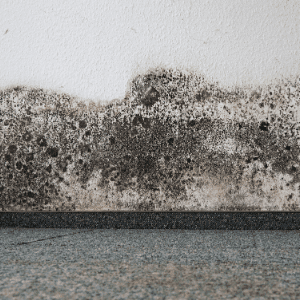 Mould On Walls