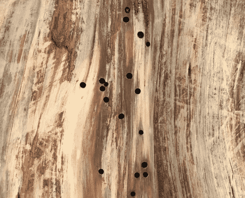 Woodworm Identified By Patrick Toner C.S.S.W | C.S.R.T at Toner Damp Proofing Ltd in Co. Down Northern Ireland Woodworm Identified By Patrick Toner C.S.S.W | C.S.R.T at Toner Damp Proofing Ltd in Co. Down Northern Ireland