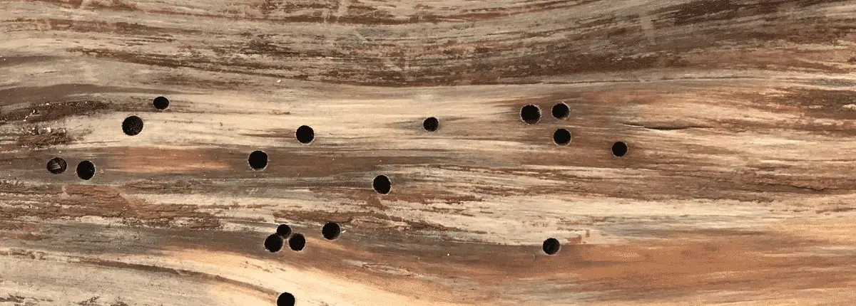 Woodworm identified in Belfast Northern Ireland by Toner Damp Proofing Ltds Surveyor Patrick Toner cssw csrt pca registered