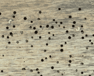 Visible Woodworm Visible Woodworm