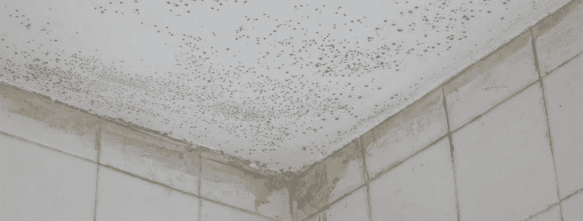 Mould On Wall