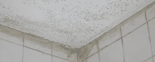 Mould On Wall