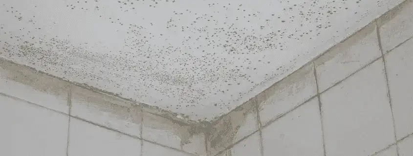 Mould On Wall Mould On Wall