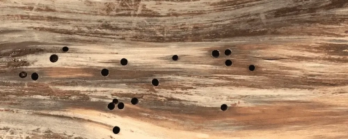 Woodworm